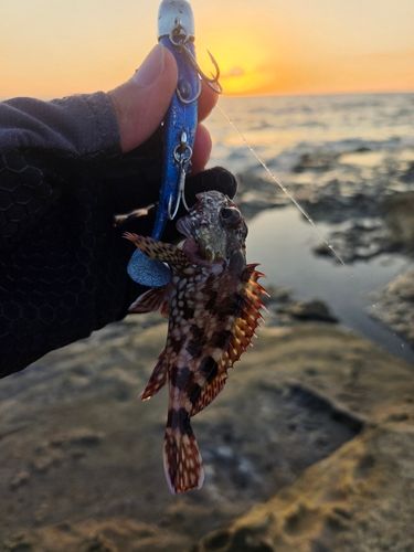 アラカブの釣果