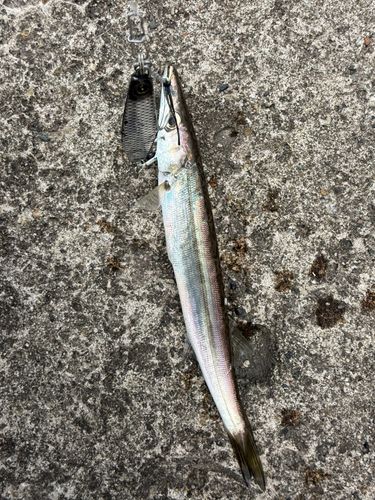 カマスの釣果