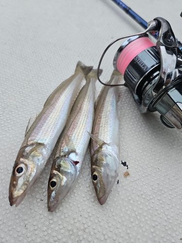 シロギスの釣果