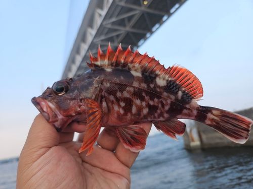 カサゴの釣果