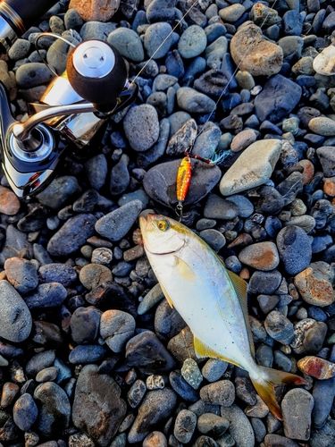 ショゴの釣果