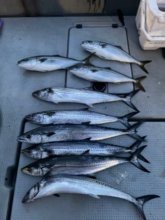 サゴシの釣果