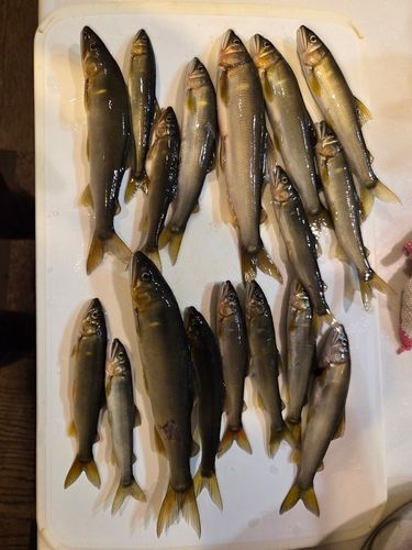 アユの釣果
