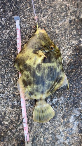 カワハギの釣果
