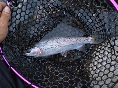 ニジマスの釣果