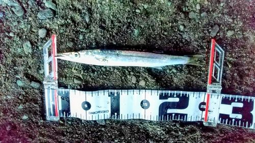 カマスの釣果