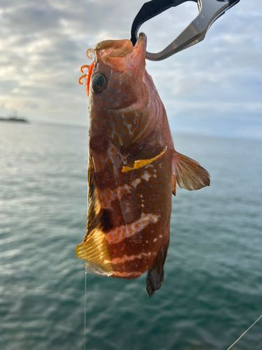 キジハタの釣果