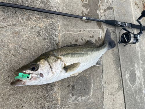 シーバスの釣果