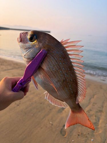 タイの釣果
