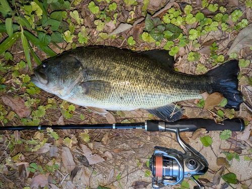 ブラックバスの釣果