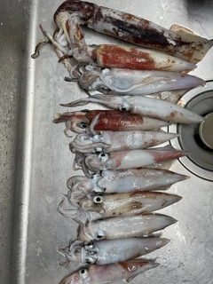 アカイカの釣果