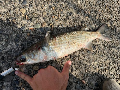 ボラの釣果