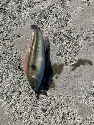 キュウセンの釣果