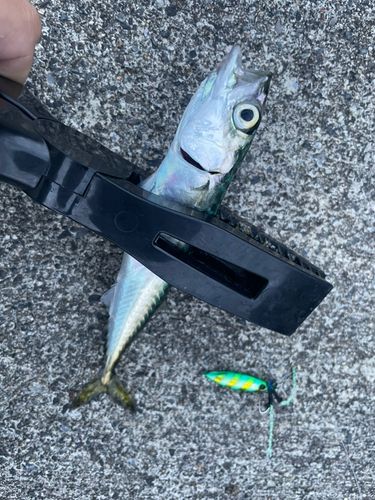 サバの釣果