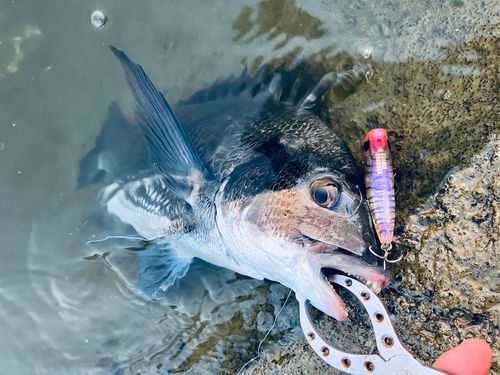 チヌの釣果