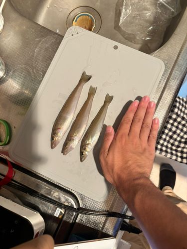 キスの釣果