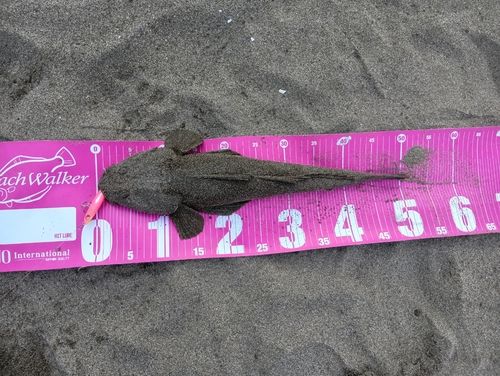 マゴチの釣果