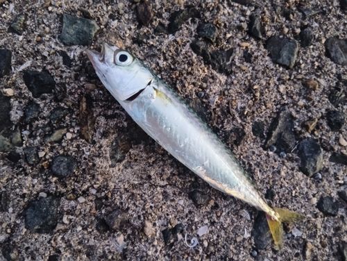 サバの釣果