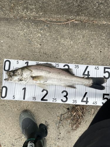フッコ（タイリクスズキ）の釣果