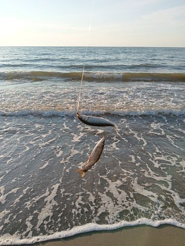 ウグイの釣果