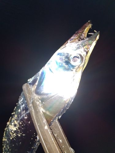 タチウオの釣果
