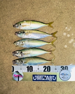 マルアジの釣果