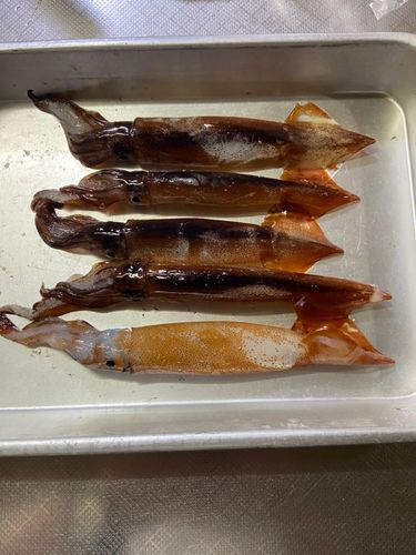 イカの釣果