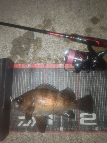 メバルの釣果
