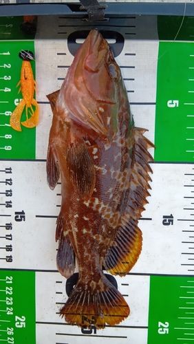アコウの釣果