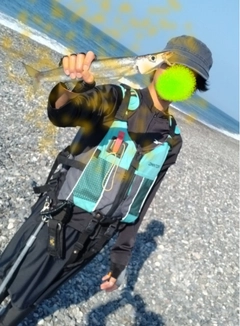 アカカマスの釣果