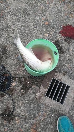 ボラの釣果
