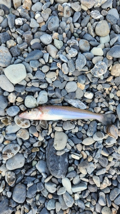 キスの釣果