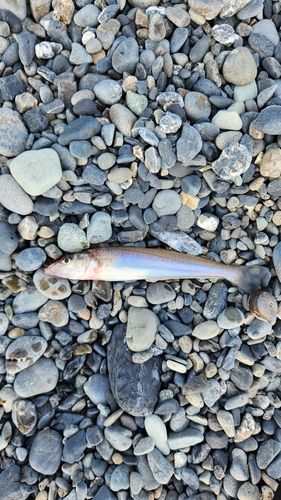 キスの釣果