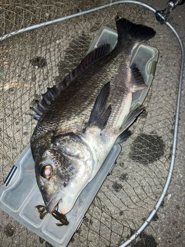 チヌの釣果
