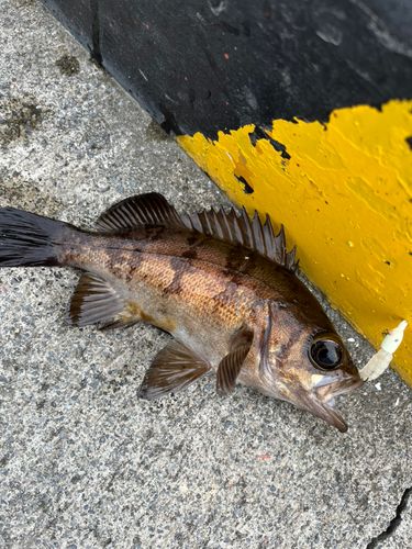 メバルの釣果