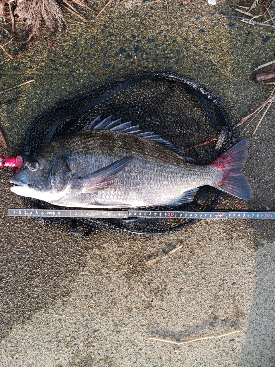 DAIWA 22エメラルダス ストイスト RT 82MHの最安値・インプレ・釣果