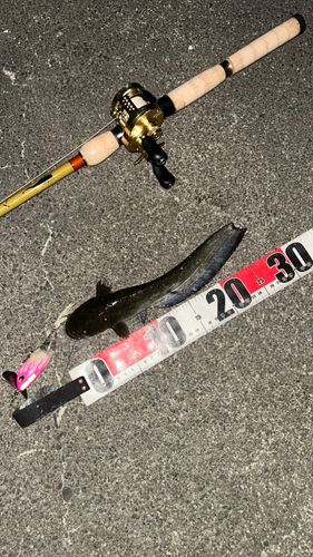 ナマズの釣果