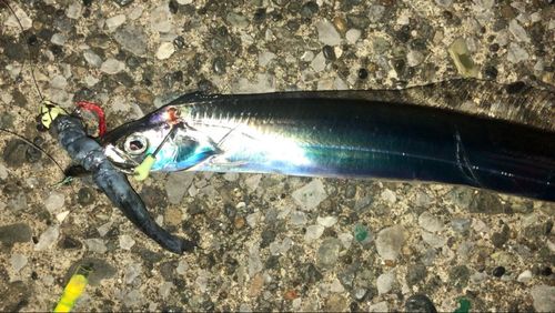 タチウオの釣果