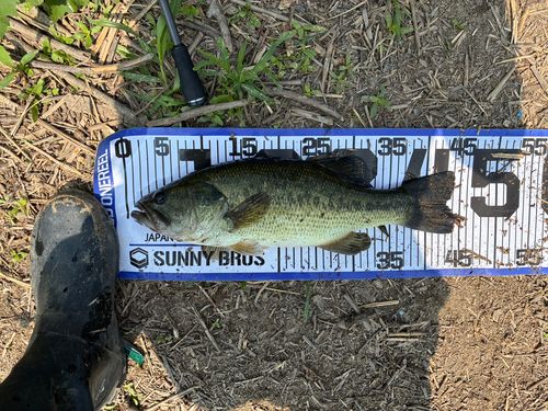 ブラックバスの釣果