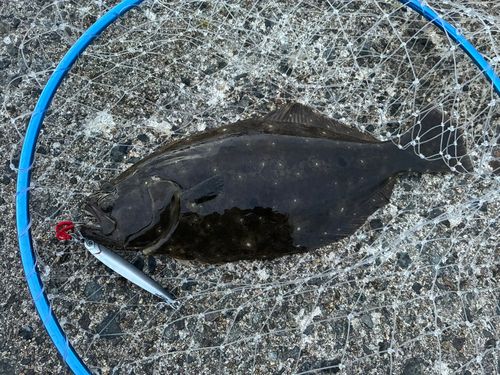 ヒラメの釣果