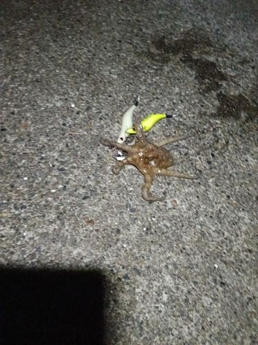 タコの釣果
