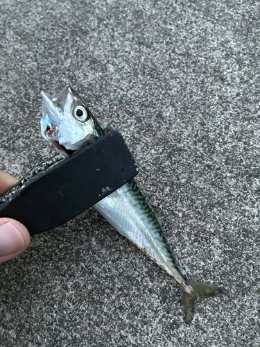 サバの釣果