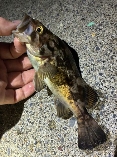 ソイの釣果