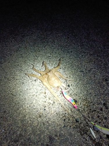 タコの釣果