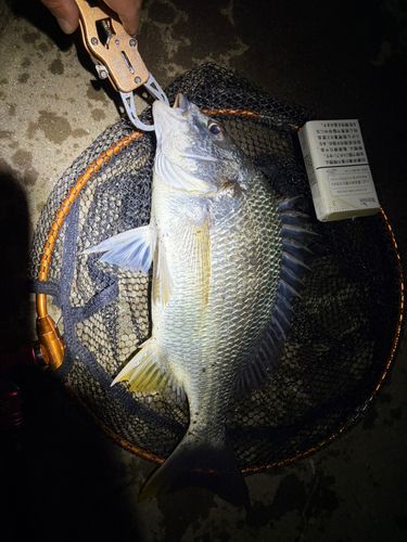 キビレの釣果