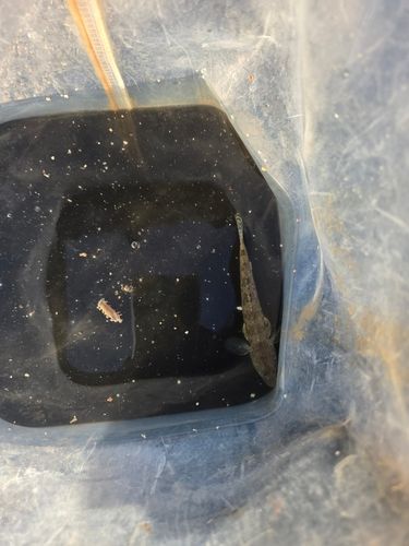 ハゼの釣果