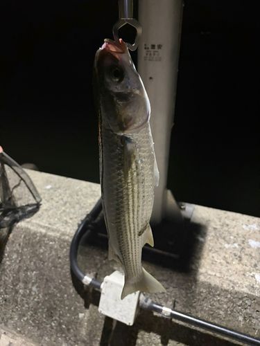 ボラの釣果