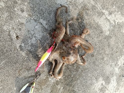 タコの釣果