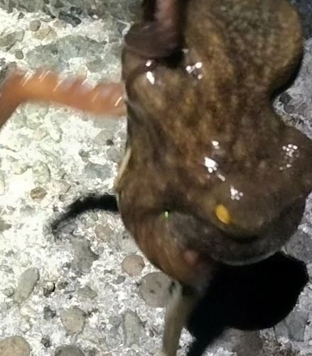 タコの釣果