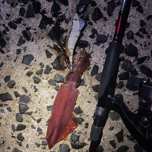 ケンサキイカの釣果